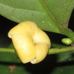 Diospyros bipindensis Fruto