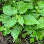 Pilea pumila Ліст