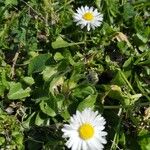 Bellis perennisFlor