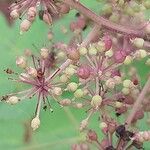 Aralia cordata Frucht