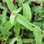 Andryala integrifolia Folha