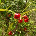 Malpighia linearis Fruit