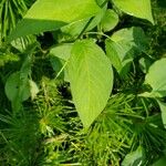 Persicaria virginiana Hoja