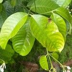 Kopsia singapurensis Hoja