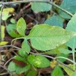 Solanum dulcamaraFolio