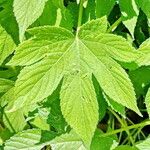 Humulus scandens Листок