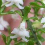 Epidendrum isthmi Flower