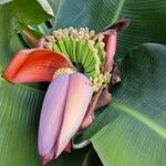 Musa acuminata Fruit