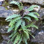 Asplenium ceterach Habit