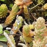 Sedum acre Агульны выгляд