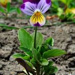 Viola tricolor Flower