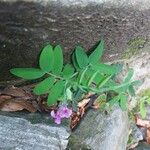 Lathyrus linifolius Hoja