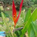 Heliconia psittacorumFlower