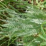 Achillea clypeolata Folha