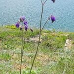 Salvia nutans Habit