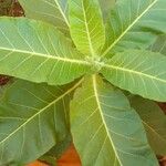 Nicotiana tabacumLeaf