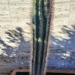 Pachycereus pringlei Habit