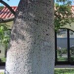 Ceiba insignis Corteza
