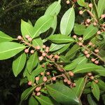 Ficus americana Leaf