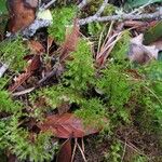 Hymenophyllum polyanthos Habitus