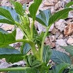 Pastinaca lucida Hoja