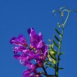 Vicia eriocarpa Blodyn