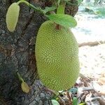 Artocarpus integer Fruit