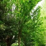 Zelkova carpinifolia عادت داشتن