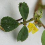 Trifolium micranthum Kukka