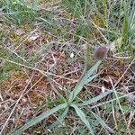 Ranunculus gramineus Листок