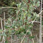 Salix repens Otro