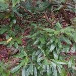 Lethedon salicifolia പുഷ്പം