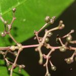 Psychotria deflexa Flower