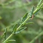 Hypericum triquetrifolium Leaf