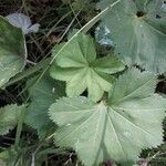 Alchemilla glabra Blad