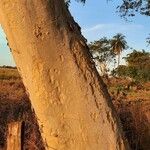 Vachellia xanthophloea Bark