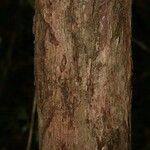 Couratari oblongifolia പുറംതൊലി