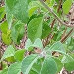 Ocimum kilimandscharicum برگ