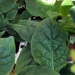 Nicotiana alata Blad