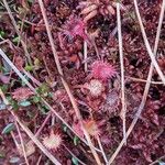 Drosera rotundifolia 花