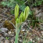 Pancratium illyricum Altro