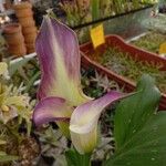 Zantedeschia rehmannii Fleur