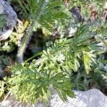Torilis leptophylla Hoja