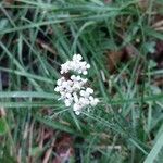 Achillea millefoliumFloro