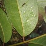 Pachylobus edulis Leaf