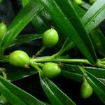 Sarcococca saligna موطن