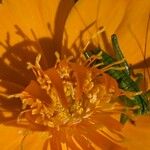 Trollius chinensis Flower