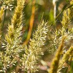 Trisetum paniceum 花