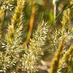 Trisetaria panicea Blomma