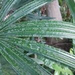 Rhapis excelsa Hostoa